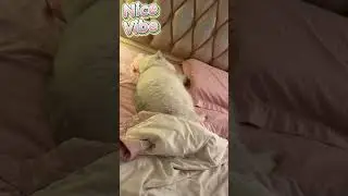 What Do Cats Dream About? This Sleeping Kitty's Adventure Will Melt Your Heart! 😴❤️ #cat #asmr #cute
