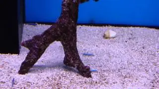 Elacatinus oceanops   Neon Blue Goby   Koidreams Viskwekerij Valburg