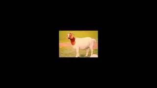 Enlightenment - The Song