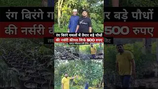 Fruit plant nursery online | online poudhe ki nursery | online fruit plant nursery | zaid nursery
