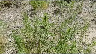 REMOVING SALT CEDAR FROM ALBUQUERQUE | AN IMPOSSIBLE TASK?
