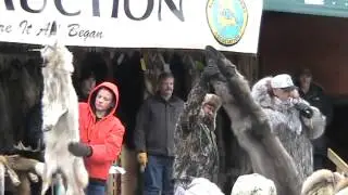 Fur Auction Fur Rondy 2014 Wolf Fur