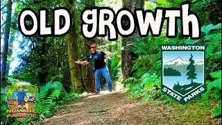 GIANT Trees ~ Camping in Capitol State Forest