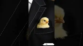 💛Tiny Animals in Tuxedo Pockets | Ultra-Realistic AI Magic✨