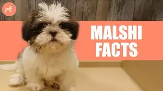 Maltese Shih Tzu (Malshi) Dog Breed: 10 Amazing Facts You Must Know
