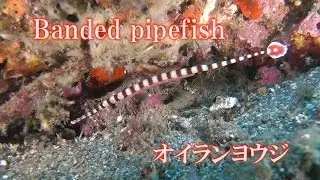 オイランヨウジ　Banded pipefish　Ringed pipefish　ヨウジウオ