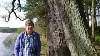 The Agden Oak -  A Great Trees of Sheffield 2017 Nomination #Gtos17