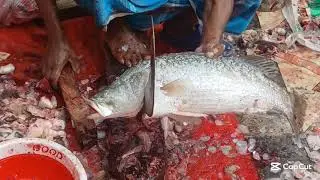 Big size coral fish cutting skills bd