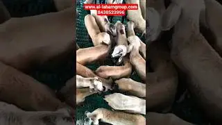 Mylambadi Kids Available for Sale Avg weight 13.5. Sheep Weight 12 kg to 15 kg. Contact Al-Laham