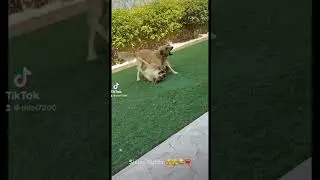 #sisterfight