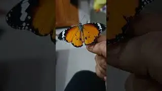 Plain Tiger Butterfly 🦋# Flapping Wings 🧡