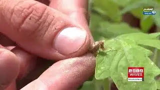 Scientists Discover Plants and Animals Communicate Using Sound