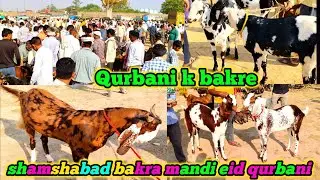 Qurbani bakre | shamshabad bakra mandi April 15 2025 | goat life zkd | goat farming | agra
