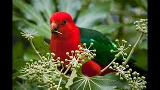 Pet Australian King Parrot - Male & Female - Bird Sounds