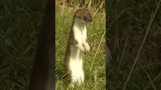 Weasels are amazing! #animal #education #wildlife