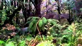 Rain Forest with Birds from Aotearoa Paul Moss Mozasaur