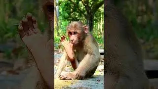 Best video monkey action joking very adorable and smart. #monkey4u #babyanimal #animals
