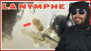 Guide fourmi Messor barbarus : la premi&egrave;re nymphe (&eacute;pisode 2)