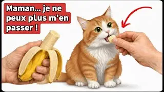13 aliments HUMAINS bons pour ton chat (tu n&rsquo;y croiras pas !)