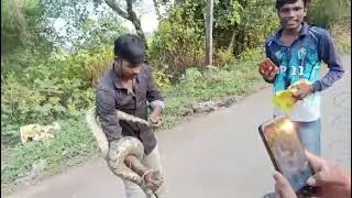 Like comment share follow 🌎😮 #india #rock #python #snake #video #viral #viralvideo #forming #ajgar 