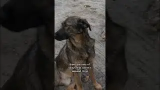 Посещение самого радиоактивного города (Чернобыль, Украина) ☢️