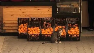 cats of istanbul