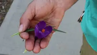 Crocus (Crocus x) - Plant Identification