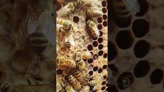 bee short #bee #honeybeesting #beelife #beekeeping #beeshorts #honey