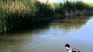 palo verde scenes 3
