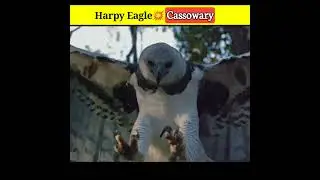 Harpy Eagle 🔥Vs Cassowary 🤔कौन है ज़्यादा Powerful - aviswasniya world #shorts