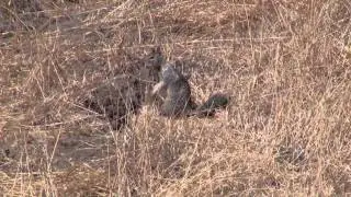 California Ground Squirrel Warning Call