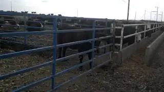 Checking Feed Bunks
