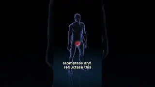 Zinc  The Superstar Mineral for Prostate Health 1  | FitBuzz