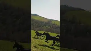 Majestic Running Horse in Nature - Defines Freedom 🐎✨ #horse #ranning #trending