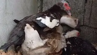 Mating of ducks and geese....