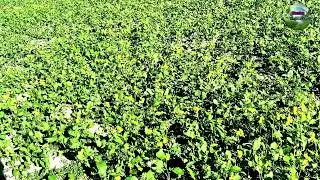 Farmers' Profitable Crop Mustard Cultivation Review and New Story ⁨@TanzinaBegum_t2⁩