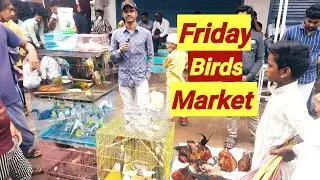 महाराष्ट्र शुक्रवार पक्षी बाज़ार सबसे सस्ता दाम (भाग 1) || Maharashtra Friday Birds Market (P1)