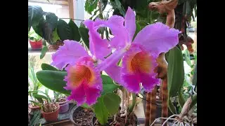 Cattleya Fabia, старинный каттлейный гибрид