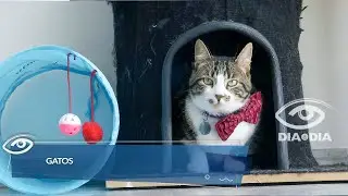 Gatos - Día a Día - Teleamazonas