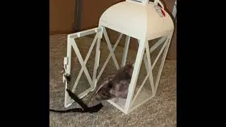My pet rat Donut learning to go inside a lantern & close it! #shorts