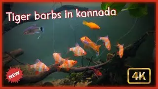 Tiger barbs care in kannada | #kannada @MathsyaJagattu