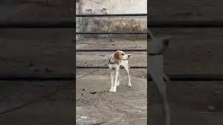 #english #pointer #doglover #viralshort #youtubeshorts #subscribe