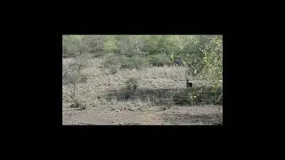 Face Off Predator and prey
