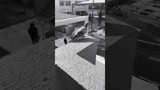 Paloma volando #viral #shortsviral #shortsvideo #antofagasta #paloma #volandovoyvlog