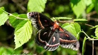 Naissance  chenille du saturnie c&eacute;cropia/Caterpillar birth of the Cecropia moth