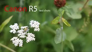 Canon R5 video samples