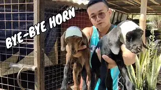 DEHORNING BABY GOATS USING DEHORNING PASTE. SAFE AND EFFECTIVE