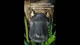 Mitos vs Fakta|MISTERI HEWAN TERLUPAKAN DUNIA