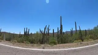Saguaro Cactus on AZ-86 West, Quijotoa, Arizona, Tohono O'odham Nation, 24 April 2020 GX048275