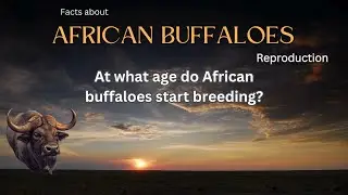 African Buffalo Fact 24 - At what age do African buffaloes start breeding?